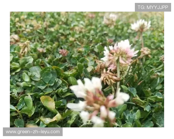 世界板球技术研究院发布草皮抗旱与节水方案